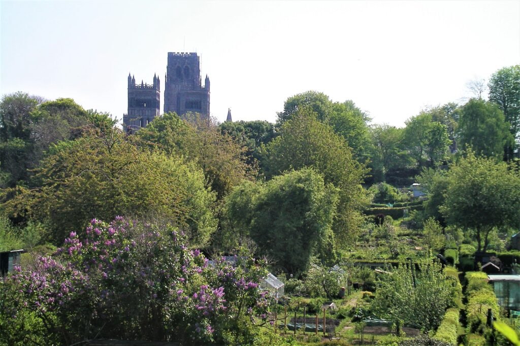 Planted beds at St Margaret's Allotments with Durham Cathedral behind