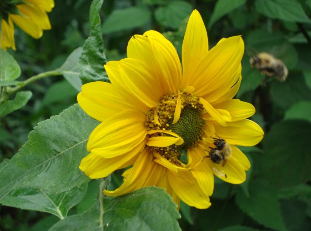 Bees on a yellow sunflower, Alnwick in Bloom